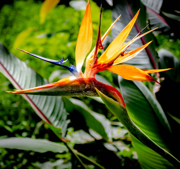 The beautiful landscape of the garden at home allows us to harvest parrot and chrysanthemum lilies from the vase on the balcony table while still enjoying a view of the anthurium lilies.