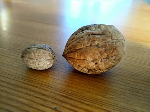 Large and small walnut lying on a wooden table