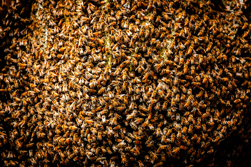 Hundreds of honey bees on a beehive of honey comb