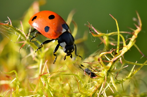 Seven-spot ladybug / ladybird (Coccinella septempunctata) hunts aphid.