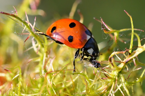 Close-up of a Ladybug on a flower in the garden.