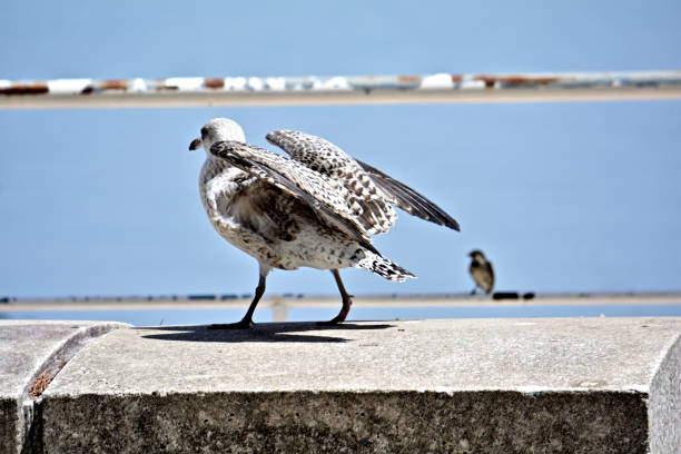 Portrait of a seagull starting to fly away