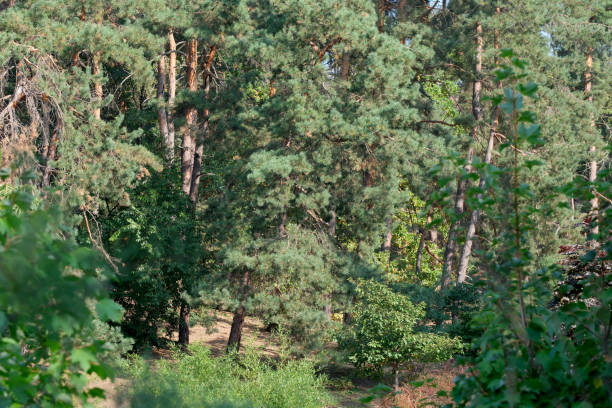 Forest landscape with coniferous trees on an autumn sunny day, preparation for design projects, banners, website design.