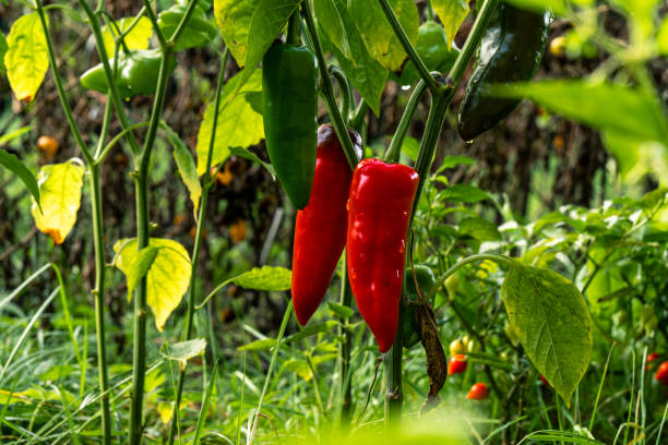 istock Fresh hot peppers in the garden. 1702639221