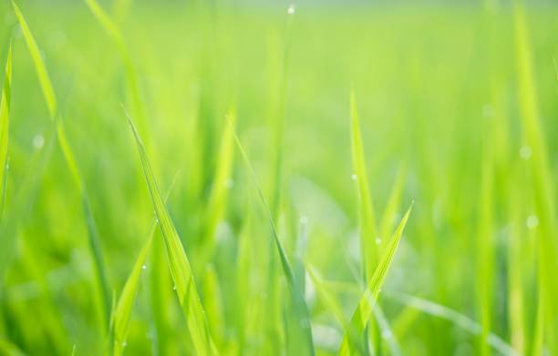 istock Young green rice tree in paddy field 1702640289