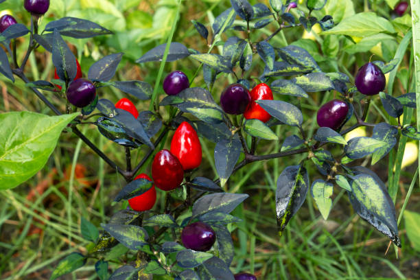 istock Fresh hot peppers in the garden. 1702645884