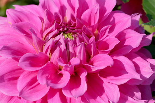 macro round red dahlia flower in full bloom