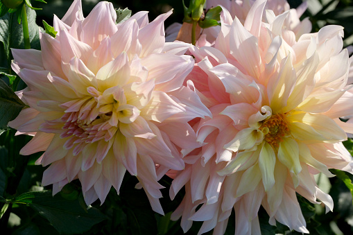 Gorgeous blooming dahlia closeup on a sunny autumn day, macro photography, floral background, design element.