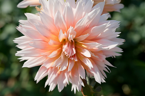 Gorgeous blooming dahlia closeup on a sunny autumn day, macro photography, floral background, design element.