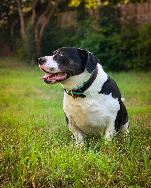 istock Pitbull - Bassett Hound Dog 1702648579
