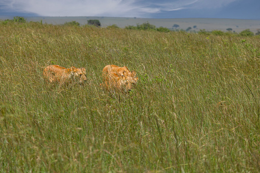 Camouflaged lionesses hunting among the grass