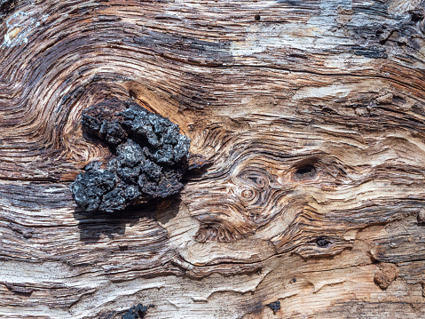 Backgrounds, bark of an old oak
