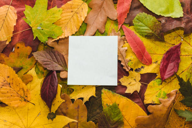 istock Autumn multi-coloured leaves background texture with space for text. Bright abstract autumn foliage background. Frame composed of yellow, green, red, orange autumn leaves. Fall leaves texture 1702657470