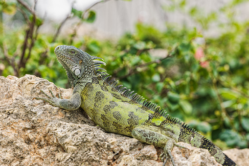 Two green iguanas lying close together on a stone in tropical forest