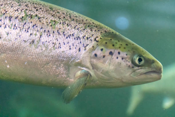 istock Cod fish in aquarium in Kabelvag Lofoten  Norway. 1702675219