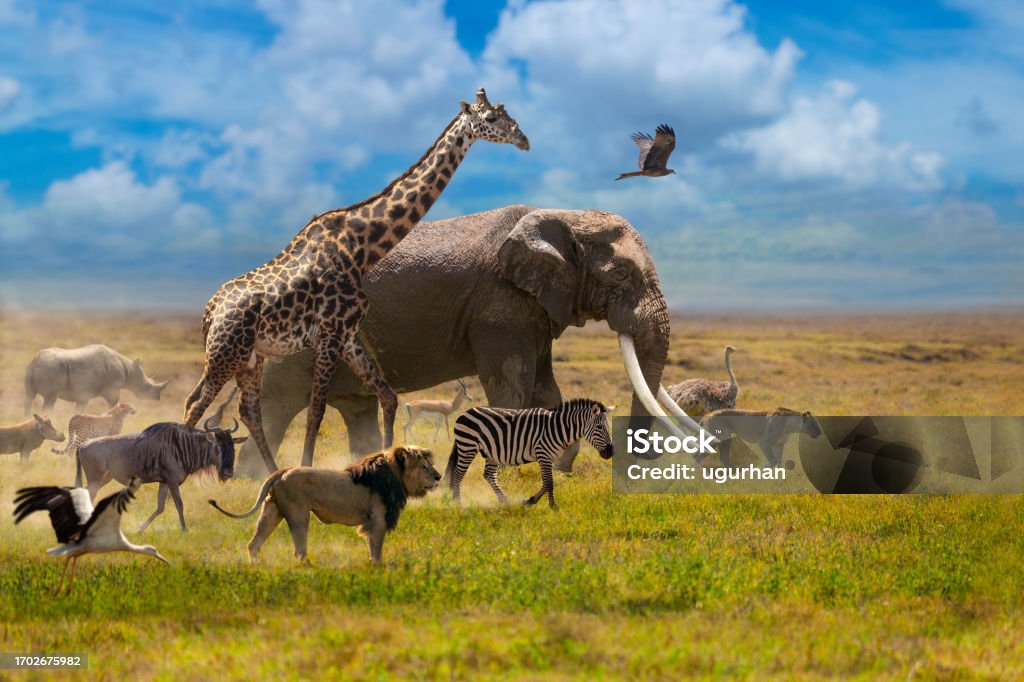The most well-known animals in Africa walk in group across the plain. Animal Migration Stock Photo