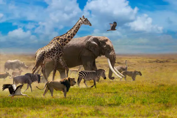 Photo of The most well-known animals in Africa walk in group across the plain.