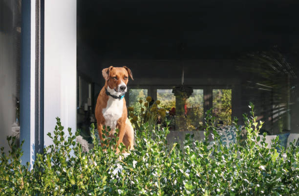 pies z korą przy oknie patrzy na coś hiper skupionego. - remote dog control animal zdjęcia i obrazy z banku zdjęć