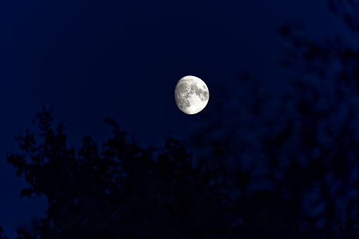 Tree quarter moon up in the sky with defocus apple trees in the foreground on a dark autumn night at City of Zürich. Photo taken September 26th, 2023, Zurich, Switzerland.