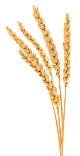 istock Ears of wheat. 1702682317