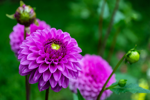 Beautiful blooming purple dahlia flowers in the garden on a green background, close-up, selective focus. Copy space. Floriculture.