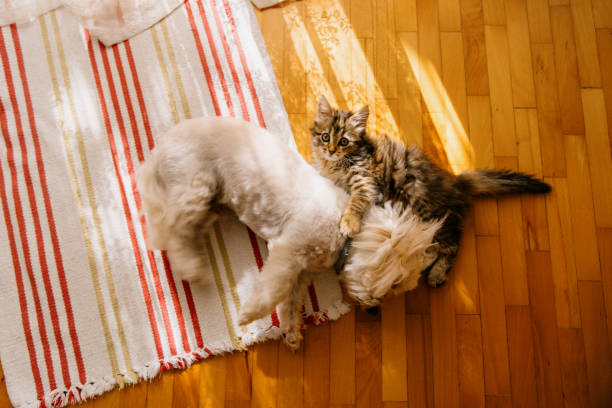 istock Dog and Cat friendship 1702689620