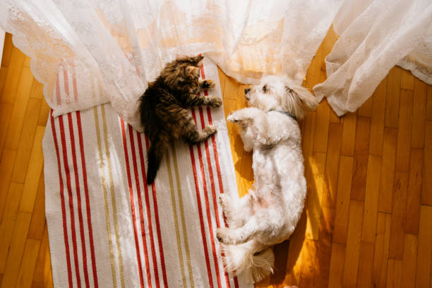 Dog and Cat friendship