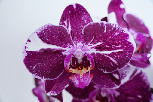 Close up of an orchid