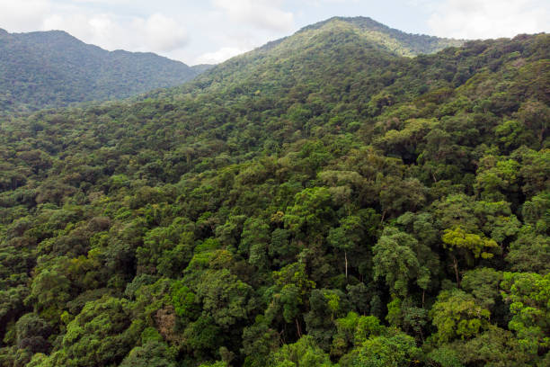 istock Top view of rainforest 1702707064