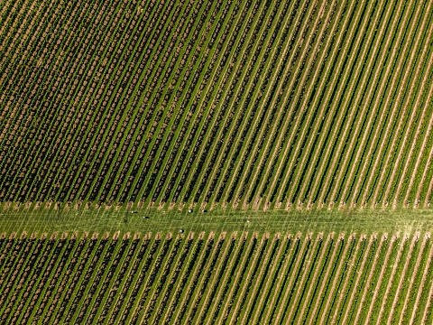 Aerial shot of an idyllic vineyard in the Hamptons on a clear sunny day, showcasing the lush green fields and the surrounding area