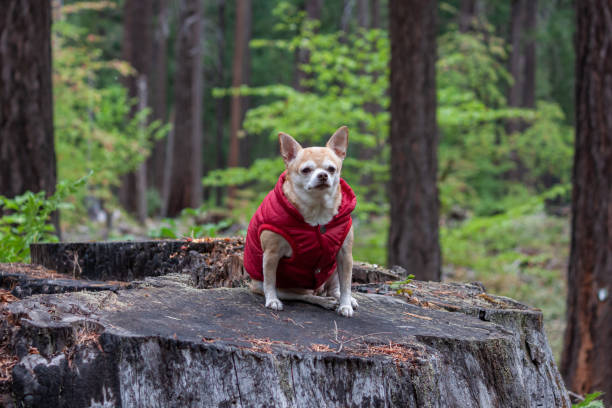 istock Chihuahua with a red coat outdoors 1702711255