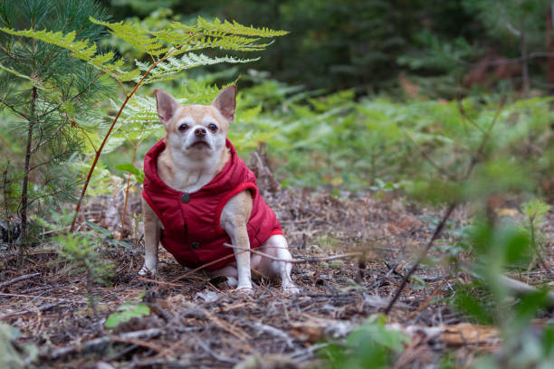 istock Chihuahua with a red coat outdoors 1702711264