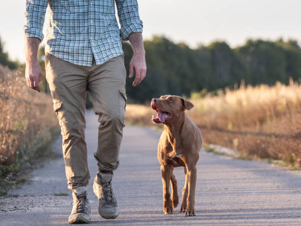 Cute dog and attractive man walking in the park Cute dog and attractive man walking in the park against the backdrop of trees on a clear, sunny day. Closeup, outdoor. Day light. Concept of care, training and raising pets brown leg stock pictures, royalty-free photos & images