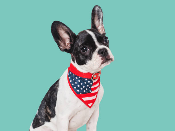 istock Cute puppy and American Flag. Studio shot 1702714936