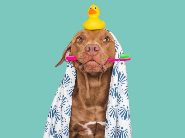 Cute dog, toothbrush and yellow rubber duck