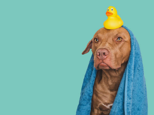 istock Cute dog, blue towel and yellow rubber duck 1702716322