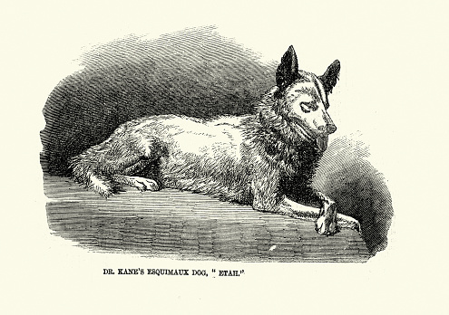Vintage illustration Dr KAne's Eskimo Dog, Etah, 1850s 19h Century