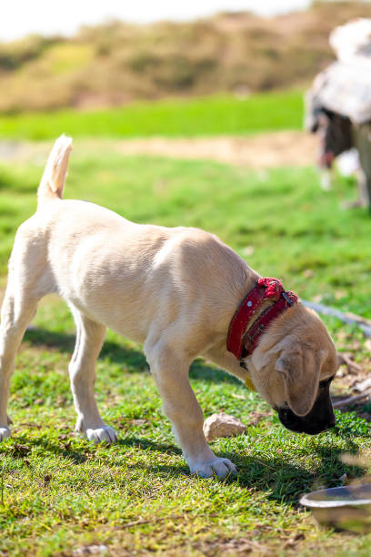 istock Thirsty Pooch in the Scorching Heat 1702720539