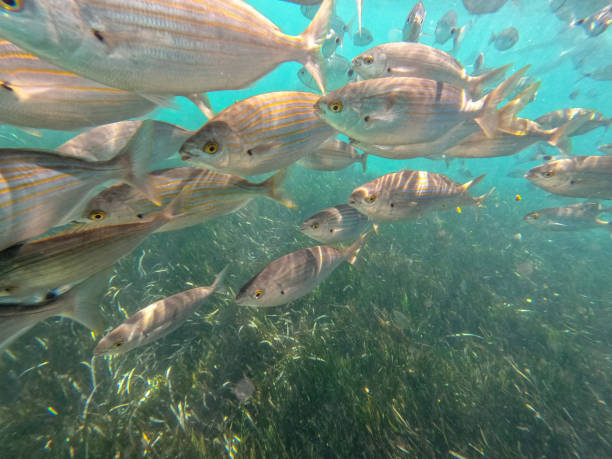 plage de raco del conill à villajoyosa alicante espagne sous l’eau avec des poissons - blade photos et images de collection