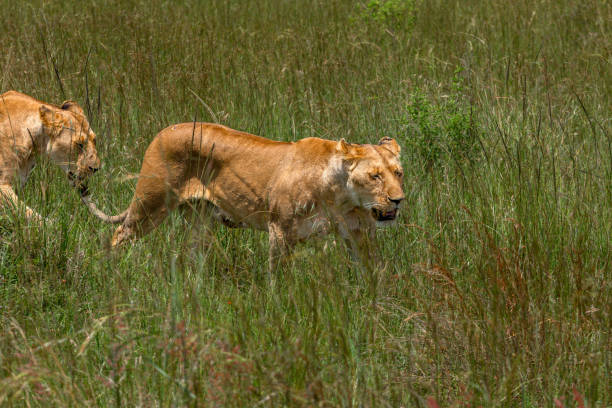 istock Lionesses walking through the grass squint their eyes to avoid wild weeds 1702721834