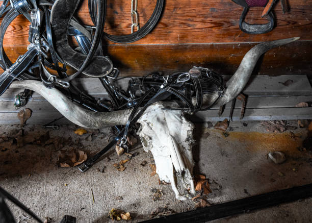 istock Forgotten longhorn skull 1702726939