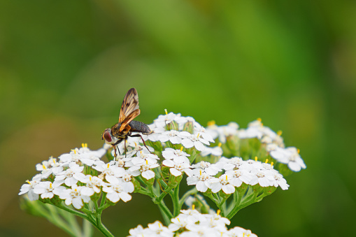 Flower. Yarrow is common. A fly sitting on a flower. Botany.