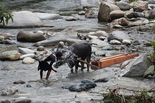 a man walking on a river leading a buffalo carrying wood from the forest