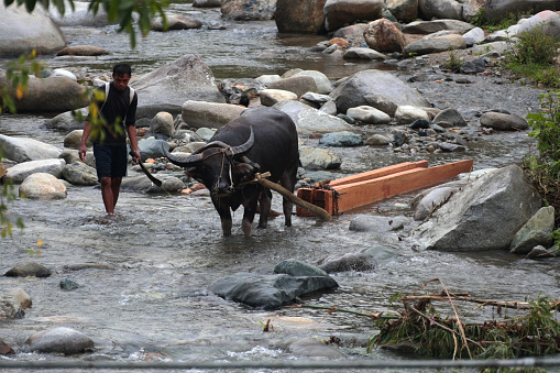 a man walking on a river leading a buffalo carrying wood from the forest