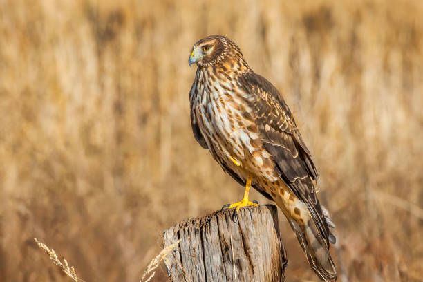 istock Female Northern Harrier 1702732381