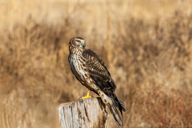 istock Female Northern Harrier 1702733588