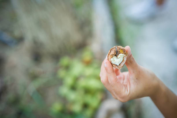 Young women's hand showing the heart shape emerging from the walnut