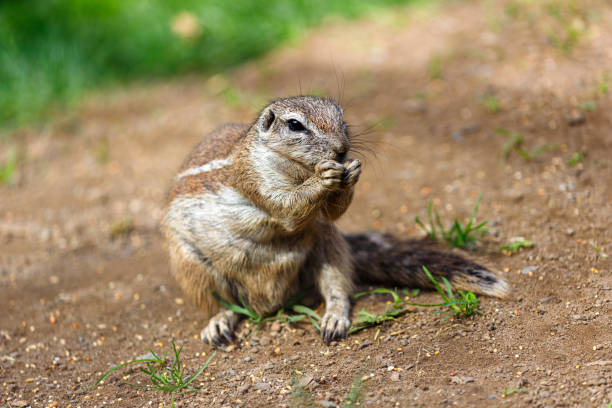 istock Full body of Cape ground squirrel 1702745845