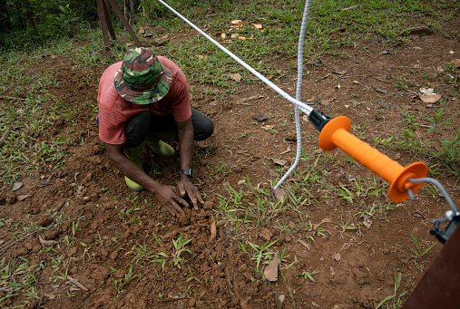 a man digs in the dirt at a shock-absorbing fence that has been installed to keep wildlife out of the plantation.