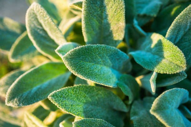istock Sage leaves garden 1702748026